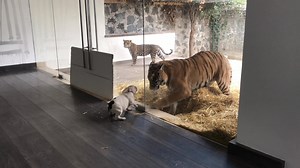 198K views · 6.2K reactions | Mini Pig isn't afraid of anyone, he confronts Catalina or Nicole, he doesn't care... #blackjaguarwhitetiger | The Black Jaguar-White Tiger Foundation | Facebook