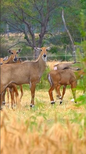 Nilgai Ki Video #nilgai #nilgaijumping #jungleinside#nilgaivideo #nilgairunningwithbike #forest