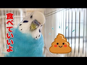 My budgie finally offers his poop to others