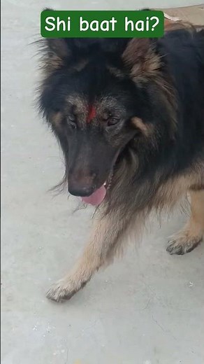 German shepherd price in india #germanshepherd #gsd #pets #dog #smraththegsd#dutchshepherd #gsdlover