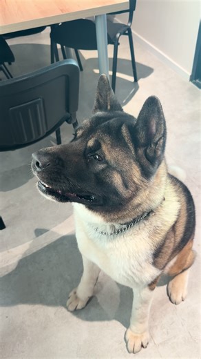 Understanding American Akita Dogs: Breed Insights