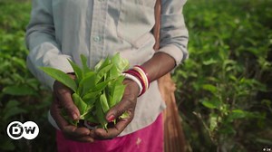 Carbon neutral tea farming in Assam