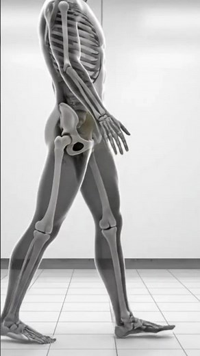 Trendelenburg gait is an abnormal gait caused by weakness of the hip abductor muscles