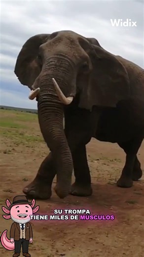 🐘 The African Elephant: The Largest and Most Intelligent Land Animal