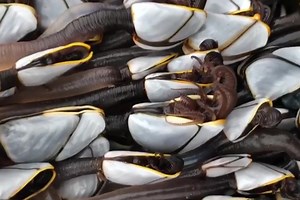 'Alien-like' creatures wash up on beach and could be worth thousands