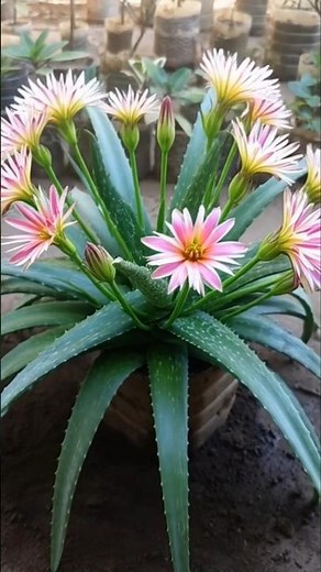 Aloe Vera Repotting Trick for Super Fast Growth 🌱