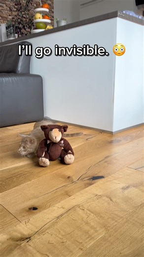 TIGER in stealth mode!!!😳 #cat #cats #catshorts #cute #relaxing