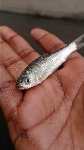 😱👉This Small Baby Fish Is Never Caught by Fishermen!🐠🌊#shortsfeed #fishing