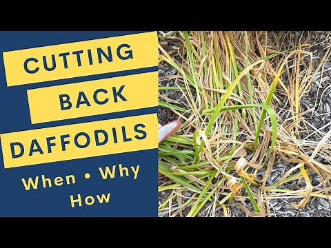 Cutting Back Daffodils: When, Why and How
