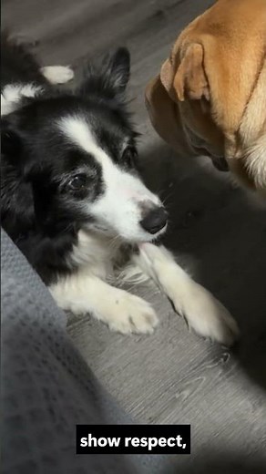 Why Do Dogs Lick Each Other? The Real Reason Most Owners Don't Know