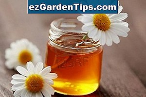 Types de fleurs d'angiospermes 🌱 Conseils Jardiniers - Fr.ezGardenTips.com