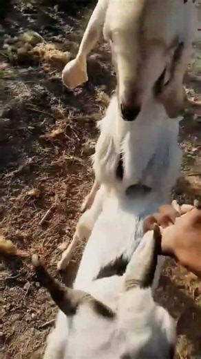 🐐💚 Goat Breeding in Nature 🌿 | Healthy Farm Animals 🐐✨ #Shorts