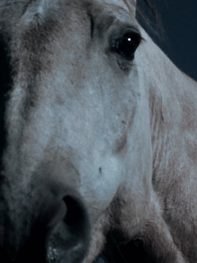 Intense Yellowstone Trailer: New Episodes Premiere November 11