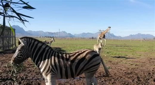 Mini African Safari on your doorstep #giraffe #zebra #stripedhorse #giraffelove #africa #cute