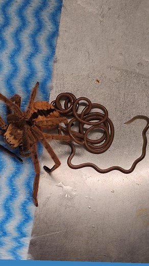 18 reactions · 3 comments | Not for the squeemish! This poor Fireback...