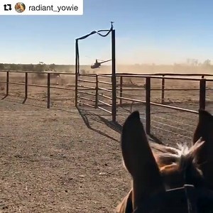 1.1M views · 3.2K reactions | Pretty impressive chopper skills @radiant_yowie Some fancy flying form dale  #choppa #helimuster #mustering #ringer #yardingup #gulfcountry #northqueensland #fancy #wildcattle #dust #sun #adrenalin #nzfarming | NZ Farming | Facebook