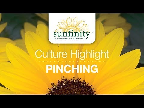Sunfinity Sunflower Culture Highlight - Pinching (3 of 3)