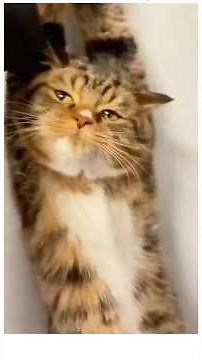 Weird Cats, Side-Eye Stares & Smelly Showdowns!