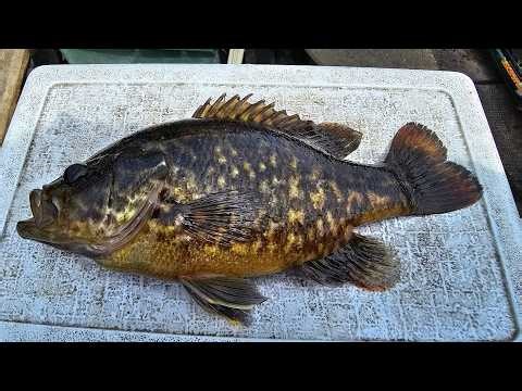 Catching Warmouth, Shellcracker And Bream With The Bream Buster 2026.