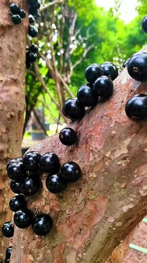 Trồng Nho Thân Gỗ: Sai Quả Khó Cưỡng