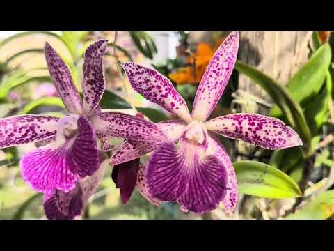 A walkthrough my orchid collection today, March 11, 2026