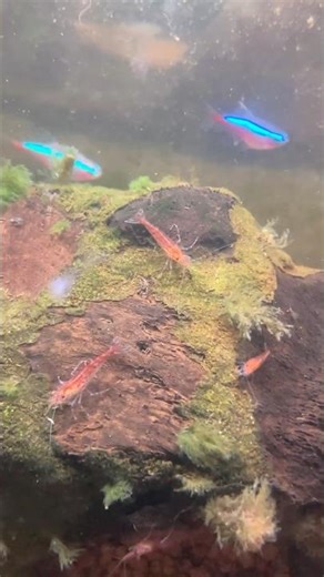 Relax and enjoy this underwater activity🌿✨ #shorts #aquascape #aquarium #redcherryshrimp