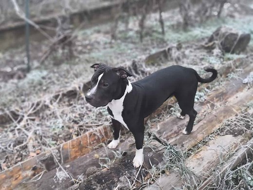 The Black and White Pitbull: Everything You Need to Know