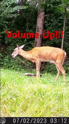 Deer Makes Rare Doe Bleat Sound — You Won’t Believe This Call! 🦌👂 #Shorts