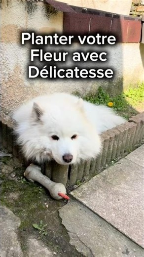 Une très belle plante, n’est ce pas ? 😂 #animal #dogshorts #chien #samoyed