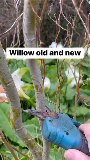 Willow uses old and new! 🌳💚(Salix spp) #survival #gardening #foraging #herbalmedicine #herbalremedies #Prepper #traditional #100WildThings | Prepper Kiwi