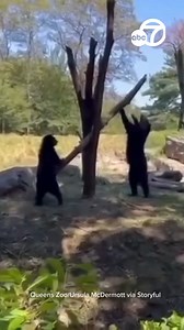 Two playful young Andean bears at Queens Zoo looked for all the world like little kids as they played with a makeshift seesaw in their enclosure recently. Footage filmed by Ursula McDermott, who was visiting the zoo, shows Coya, a 2-year-old female, and Ransisku, a 4-year-old male, playing with their seesawing branch. In the footage, Coya begins bouncing Ransisku into the air, an adorable interaction which prompted the zoo to clarify that the video was certainly not AI. Mike Allen, director of t