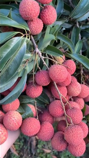 Fresh Lychee Harvest 2026 | Sweet & Juicy Lychees Straight From the Tree 🍒