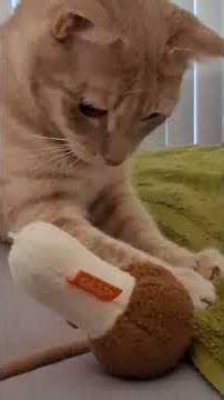 Harley's Habitat...pt.1 Energy Reaction! H&C.🩶'Eva ✨️🐈‍⬛🐈