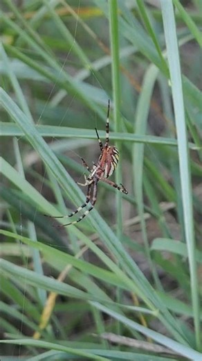 Wasp Spider