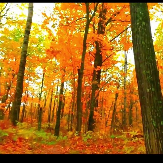 🌙 Relax Through a Brilliant Fall Forest 🍂 | Peaceful Autumn Path #shorts