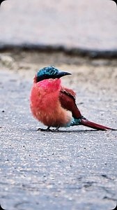 Southern Carmine Bee Eater has such vibrant colours. Footage from a rainy day in January 2025 at Pafuri in South Africa’s Kruger National Park. What amazing beauty these little birds have, and smart too! | African Wildlife Photo