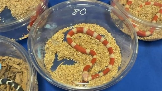 Snake, turtle & lizard enthusiasts attend Repticon at State Fairgrounds