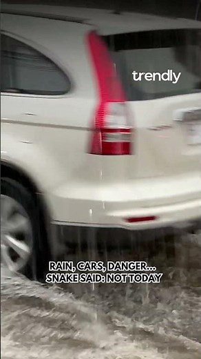 Snake Survives Getting Run Over in Heavy Rain — Unbelievable Escape