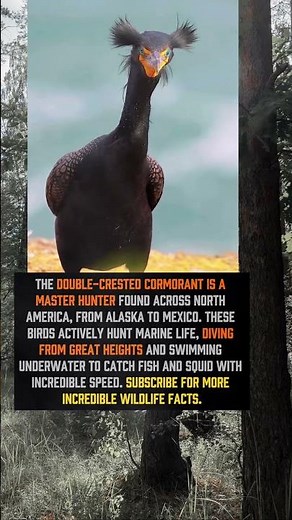 Incredible Master Fisher