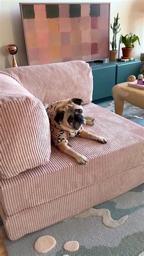 Maitri Mody on Instagram: "Living room set up is finally complete with the coziest chair, kindly gifted by @omhu_cph Lots of books will be read & movies will be watched on this chair/day-bed. And yes, Ari approves ;) #TEDDYchair #Blush"