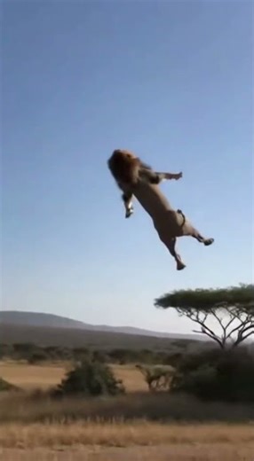 Rhino RAMS Lion - SAVES Baby! 🦏 코뿔소가 새끼 구조 🦏 サイが赤ちゃん救出 #rhino #wildliferescue #wildlife #lion