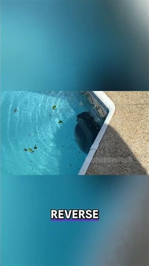 Pool Robot Modes Explained: Auto, Floor & More!