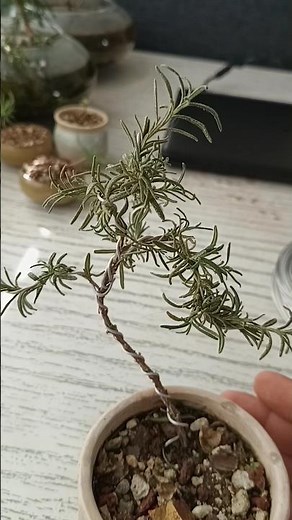 Making a Mini Rosemary Bonsai 🌿✂️ #bonsai #garden #plants #follow #gardening