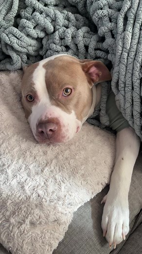 Understanding the Blue Nose Pitbull as a Guard Dog
