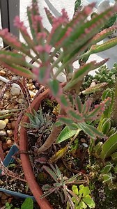 Pink Butterfly Mother of Millions Succulent Kalanchoe Live Plant - Etsy
