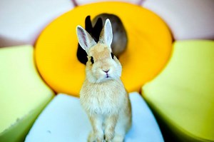 You can visit a café full of bunnies in Tokyo 🐰 | In The Know