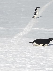 Adélie penguins waddling _ tobogganing _🇦🇶 Cape Hallett #Nature #Travel #Adventure #penguin #Wanderlust #Mountains #Hiking #Landscape #Scenery #Explore #TravelPhotography #trend #virals #viralreelsfbpage #viralreelsfb #viralpostfb #viralvideostoday #foryou #foryourpage #foryoureelsfb #foryoureel #foryoupageシ #fy | Maan Lls