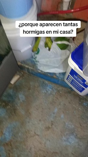 ¿Por qué hay tantas hormigas en casa?