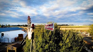 Harvest Festival 2020 starts this weekend, Brian and Sarah are here to give you some more details about what to expect at the farm this year. The things that are OPEN this year: Corn maze - $5 Pumpkin Patch Animal Barn Harvest Market - apple cider donuts, kettle korn, caramel apples, souvenirs, carving supplies, salsa, hard cider, apple cider, and more! Food Options (To go, Weekends Only) - Curly Fries, Hand dipped Corn dogs, Chicken bites. Things that are CLOSED this year: Hay Rides, playground