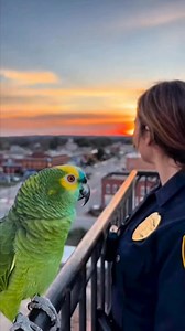 Parrot shares calm love wisdom at sunset 🦜🌇❤️ #TalkingParrot #LoveWisdom #SunsetReel #CalmMind #RealVoice #LifeAdvice #PeacefulMoments #FacebookReels | Smile of Prosperity